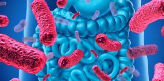 Highlighting the Difference Between Prebiotics and Probiotics Prebiotics Probiotics difference