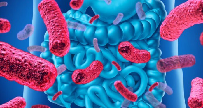 Prebiotics Probiotics difference