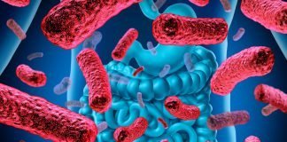 How to Maintain Healthy Gut Flora How to Maintain Healthy Gut Flora