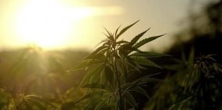 The History of Cannabis in a Nutshell History Cannabis Nutshell