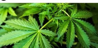 7 Must-Know Health Benefits of Cannabinoids Health Benefits of Cannabinoids